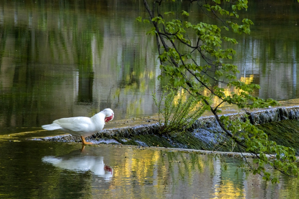 Vipava river
